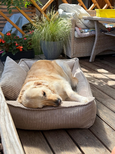 Lodie Corduroy Memory Foam Dog Sofa – Vanilla Beige, L — image 1